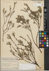 Foto von Salix repens subsp. incubacea (L.) A. Neumann